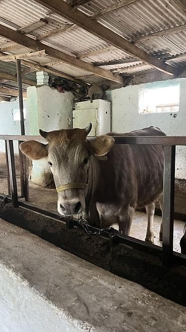 Продаю | Тёлка | Полукровка | Для молока | Привязанные