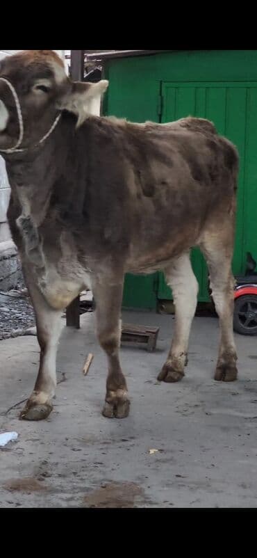 сколько длится беременность коровы: Сатам | Уй (ургаачы) | Швиц | Көбөйтүү үчүн | Асыл тукумдуу, Бооз — 11