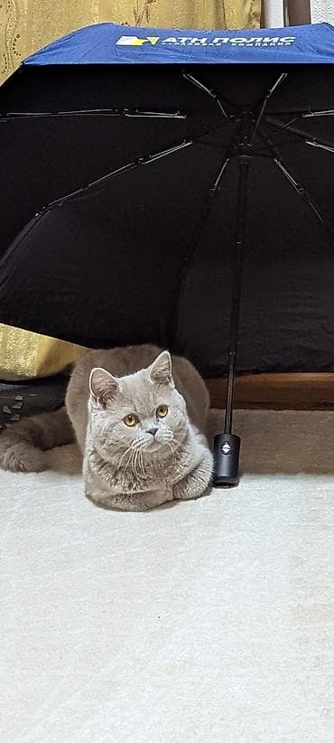 Животные: 🐱 Продается британский короткошерстный котик Лео. Возраст: 7 месяцев — 2