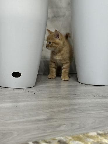 лоток для котенка: Отдам в хорошие руки, котят! Есть 2 мальчика! К лотку приучены! — 5