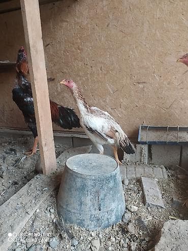 бойцовые цыплята: Продаю | Петух | Бойцовая | Для разведения — 4