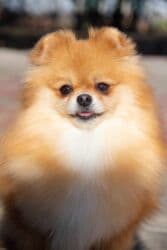 Вязка собак: Шпиц, 3 года, Самка — 2