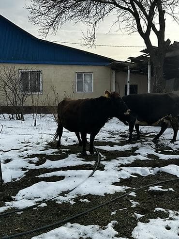 уй малочный: Продаю | Корова (самка) | Для молока | Привязанные — 6