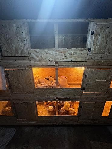 Бизнес үчүн климаттык жабдуулар: Многоярусный брудерный стеллаж для выращивания птицы - Конструкция из — 2