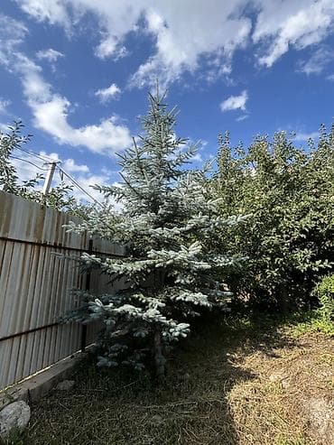 розы кусты: Ель голубая (Picea pungens, “голубая ель”) для ландшафтного — 1