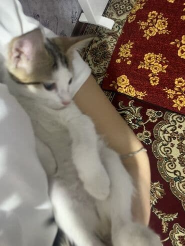 котёнок в добрые руки: Беспородная, 3 месяца, Девочка, Белый, С прививками, Приучена к лотку, Проглистована — 1