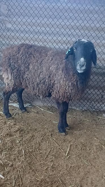 собака такса: Продаю | Овца (самка) | Для разведения — 2