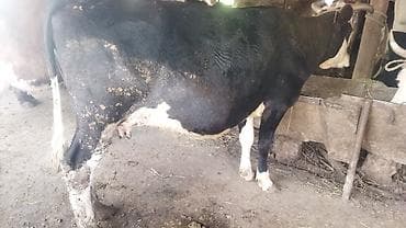 карова стелная: Продаю | Корова (самка) | Для молока — 4