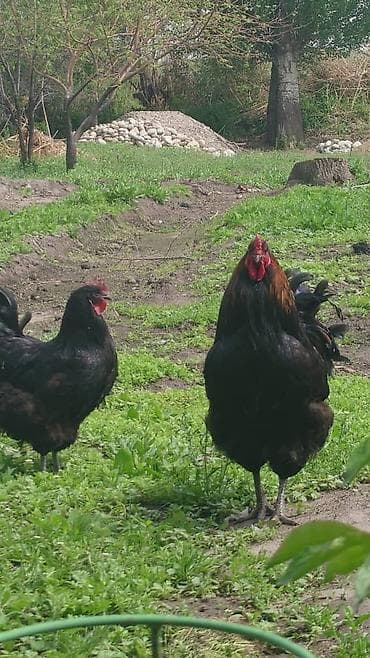 сом рыба: Продаю | Петух | Для разведения — 1