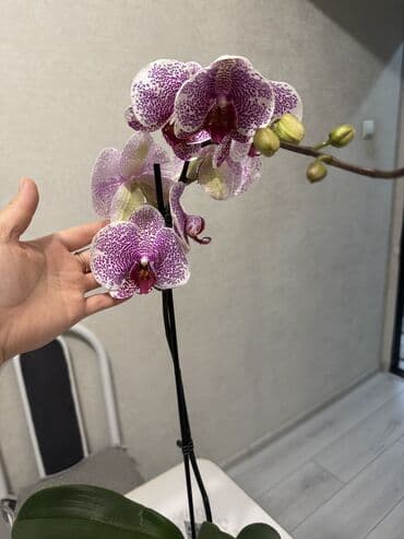 петуния цветы: Орхидеи сортовые в наличии.Цена от 800c-1600с.Бишкек — 3