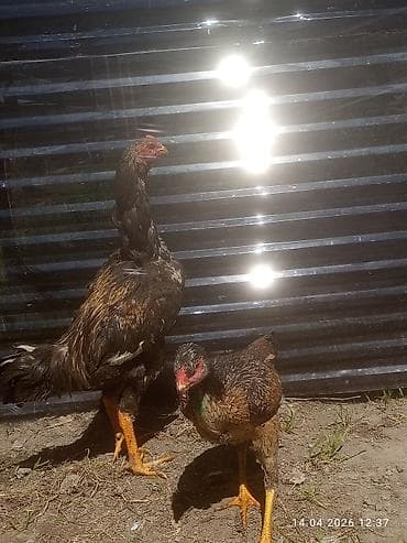 шпиц собака цена бишкек: Продаю | Петух | Бойцовая | Для разведения — 1