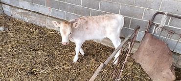 Продаю | Музоо, торпок | На откорм at lalafo.kg Продаю | Музоо, торпок | На откорм