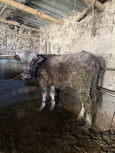 Үй жаныбарлары үчүн товарлар: Сатам | Бука (эркек) | Бордоп семиртүү үчүн, Союуга, Көбөйтүү үчүн | Байланган — 3