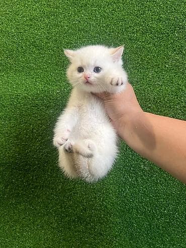 котенок шиншилла цена: Очаровательные котята (окрас золотой и белый шиншилла/золотой) — 5