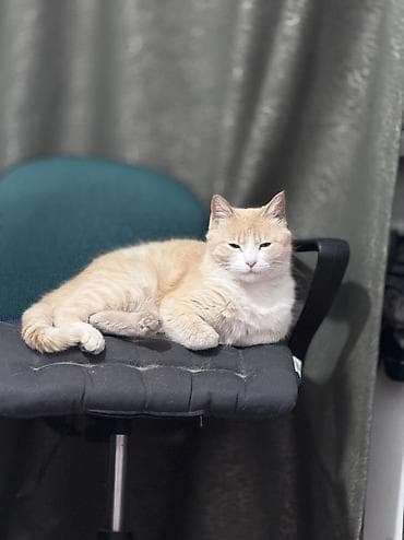 кошка саванна: Девочка — 6