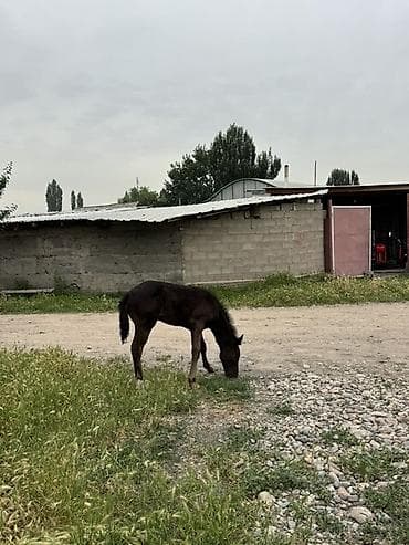 мышык парода: Сатам | Бээ (ургаачы) | Көбөйтүү үчүн | Асыл тукумдуу — 5