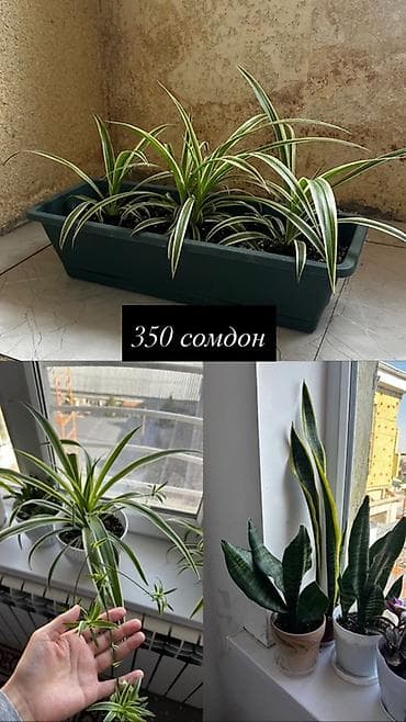 длиная: Хлорофитум в кашпо - Домашние растения хлорофитум (variegata) с — 1