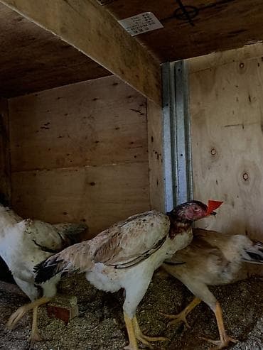 собаки рынок в бишкеке цены: Продаю | Петух | Бойцовая | Для разведения — 4