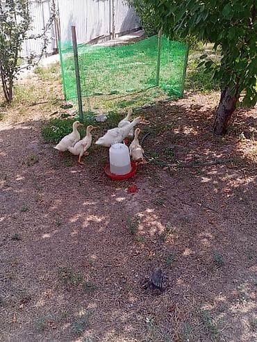 индоутка цыплята: Молодняк водоплавающей птицы (утята) - Возраст: примерно 3–5 недель — 4