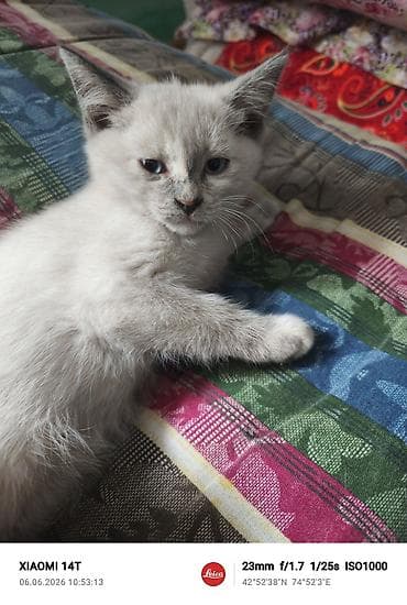 Сиамские Котята голубые глазами . Ласковые, игривые, приучены к лотку