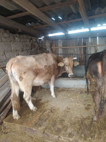 срочно продаю в связи с переездом: Продаю | Корова (самка) — 7