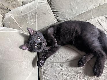 Животные: Очаровательный домашний котёнок, чёрный окрас (solid black) — 2