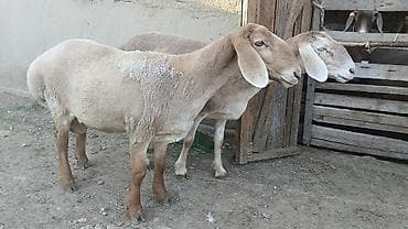 кукуруза качан: Продаю | Овца (самка) | Арашан | Для разведения | Племенные — 7