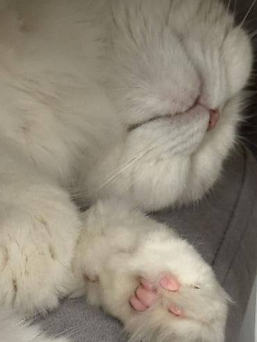 Скотиш Фолд (Шотландская вислоухая), 3 года, Девочка, Белый, Кастрирована, Приучена к лотку, Проглистована — 5