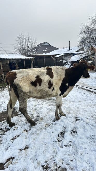 Продаю | Корова (самка) | Полукровка | Для молока | Нетель
