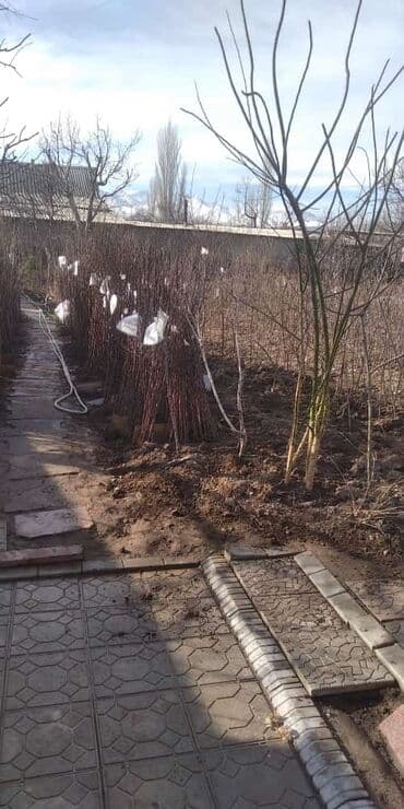 чернозем для газона: В тоннах, Самовывоз, Бесплатная доставка, Платная доставка, Зил — 10