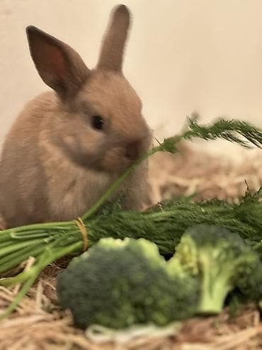 Иттер: Остался один малыш🥰🐰😍 Миниатюрный декоративный кролик (окрас — — 4