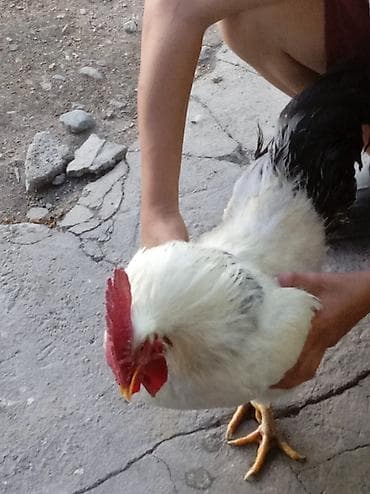 летучая мыш: Продаю | Петух | Для разведения — 1