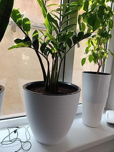 Женское счастье (Спатифиллюм): Комнатные растения в декоративных кашпо 1) Диффенбахия — 5