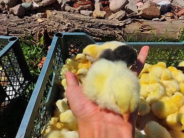 бенгальские кошки бишкек: Продаю | Цыплята | На забой, Несушки — 3