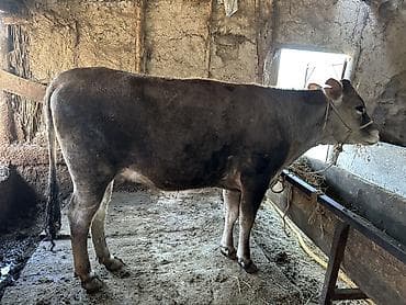 корова корова: Продаю | Корова (самка) | Для разведения | Привязанные — 1