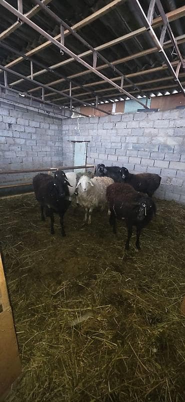 scottish fold: Продаю | Овца (самка) | Для разведения | Матка — 2