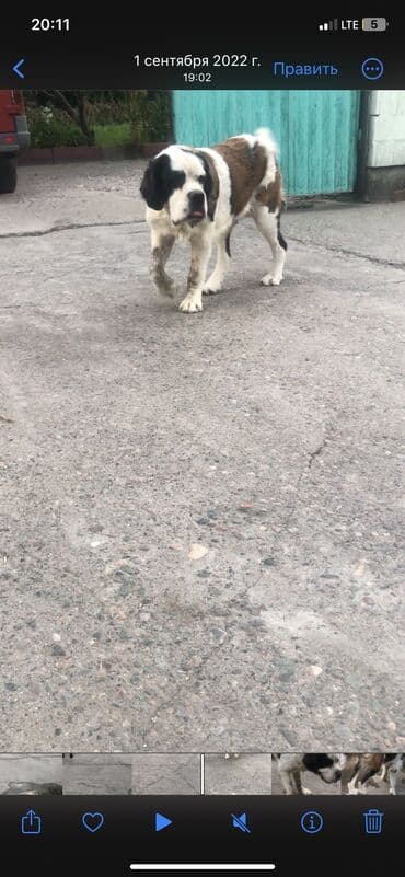 сколько стоит овчарка щенок: Меняю на Индюков Американский Сенбернар чистокровный Добрый умный — 10