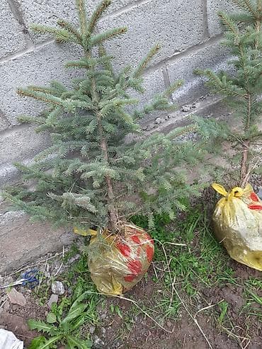 елка цена живая: Ель голубая (Picea pungens), с комом земли в мешке. - Тип: хвойное — 1