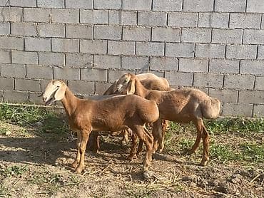ахотничий собака: Продаю | Овца (самка), Ягненок, Баран (самец) | Гиссарская, Полукровка, Долан | Для разведения | Племенные, Котные, Кастрированные — 3