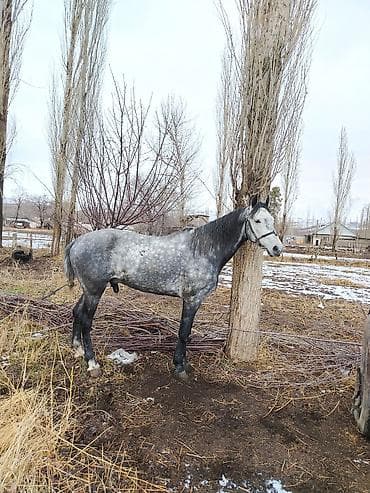 Кошки: Продаю | Жеребец | Для разведения | Племенные — 1