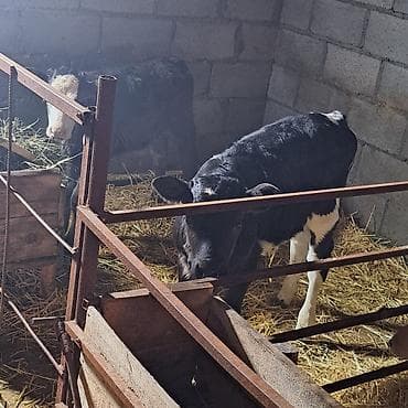 Аквариумдар: Сатам | Музоо | Голштин | Көбөйтүү үчүн | Асыл тукумдуу, Жасалма уруктандырылган — 3