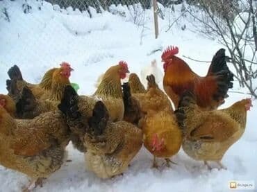 Кемирүүчүлөр: Сатам | Балапандар — 6