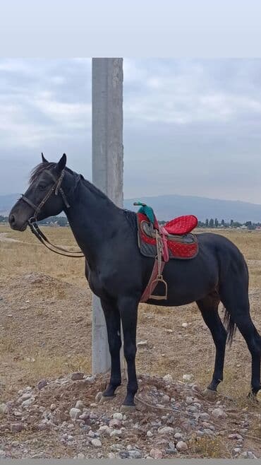 жылкы лошадь: Продаю | Конь (самец) | Конный спорт — 9