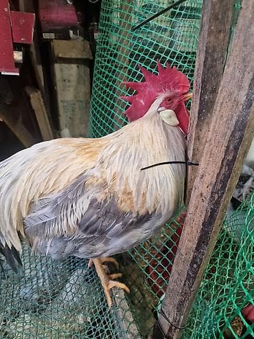 инку: Куплю петуха Итальянская Изабель (Цветной леггорн). Или инкубационное — 1