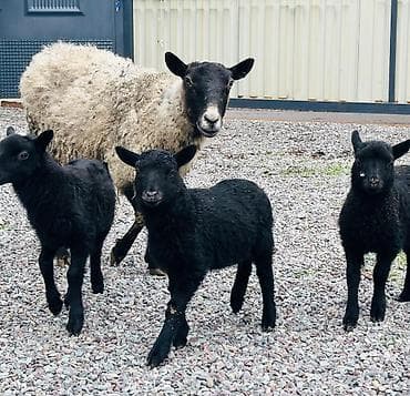 швец торпок: Продаю | Овца (самка), Ягненок | Гиссарская, Арашан, Романовская | Для разведения | Племенные, Котные, Матка — 1