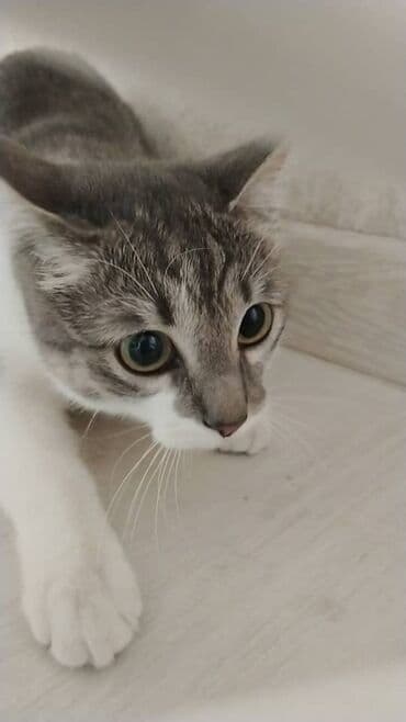 Грызуны: Кошка даром: Беспородная, Девочка, Приучена к лотку — 1