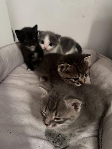 куплю кошка: Скотиш Фолд (Шотландская вислоухая), 2 месяца, Девочка, Приучена к лотку — 2