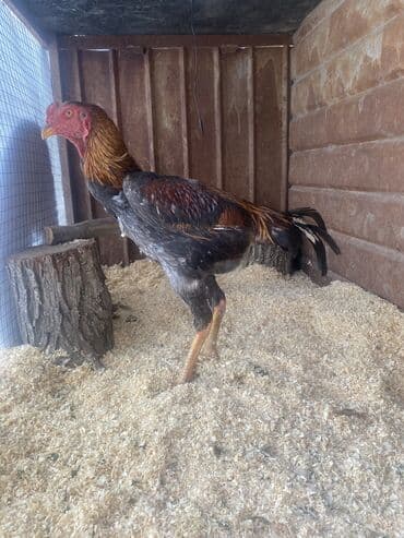 Кемирүүчүлөр: Сатам | Короздор | Тебиштирүүчү | Көбөйтүү үчүн, Тебиштирүү үчүн — 3