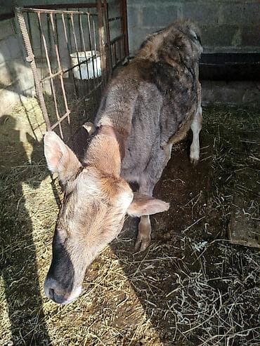 быки 1 5 года: Продаю | Бык (самец) | Швицкая | На откорм | Искусственник — 2