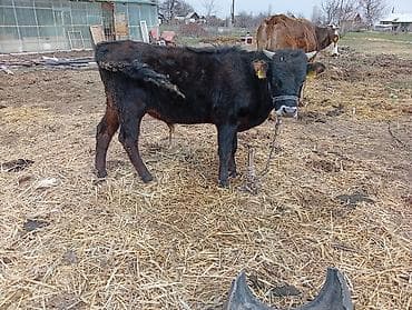 рабочий лошадь: Продаю | Бык (самец) | На откорм | Привязанные — 2